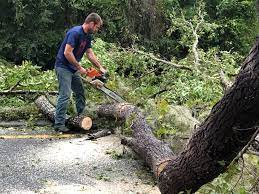 Best Arborist Consultation Services  in Walsenburg, CO