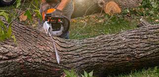 Best Hedge Trimming  in Walsenburg, CO