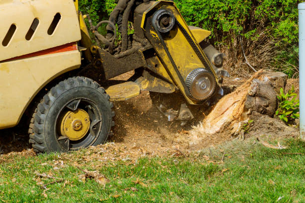 Best Emergency Tree Removal  in Walsenburg, CO