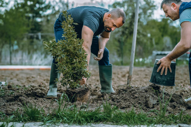 Best Organic Lawn Care Solutions  in Walsenburg, CO