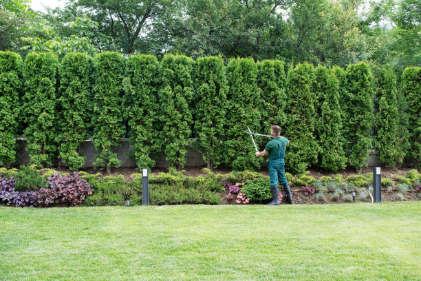 Best Hazardous Tree Removal  in Walsenburg, CO
