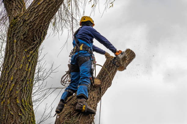 Seasonal Cleanup (Spring/Fall) in Walsenburg, CO