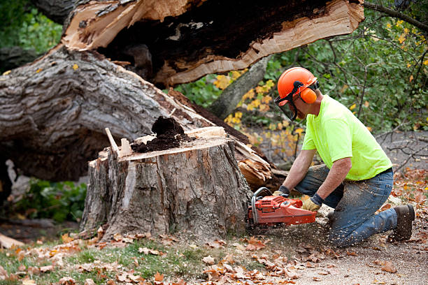 How Our Tree Care Process Works  in  Walsenburg, CO