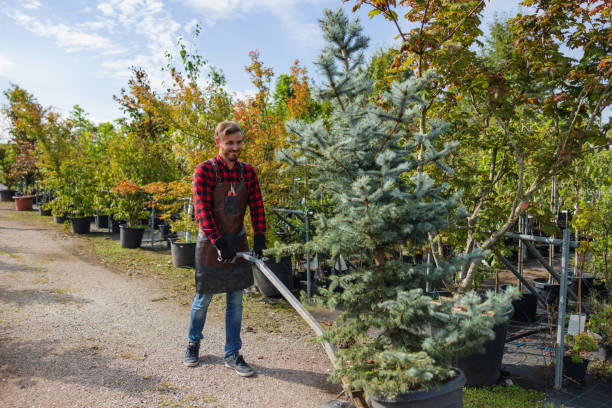 Leaf Removal in Walsenburg, CO