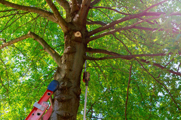 Best Tree Risk Assessment  in Walsenburg, CO